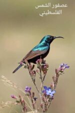 sun bird Palestine